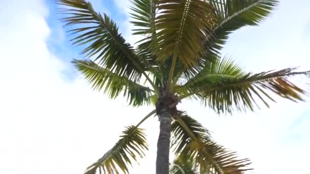 Vue Bas Vers Haut Des Palmiers Contre Ciel Bleu — Video