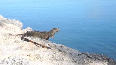 Yeşil iguana suya yakın kayalarda oturuyor.