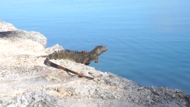 Green Iguana Sitting Rocks Close Water — ストック動画