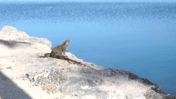 Zielona Iguana Siedzi Skałach Blisko Wody — Wideo stockowe