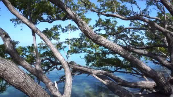 Branches Mangrove Tree Turquoise Ocean Water Blue Sky — Stock Video