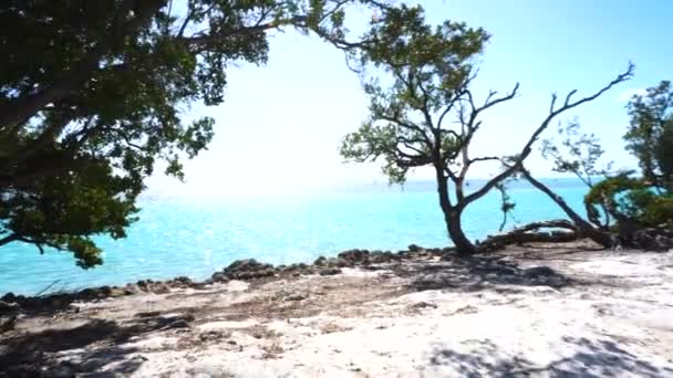 Scenery View Ocean Seashore Blue Sky Green Mangrove Tree Florida — 비디오