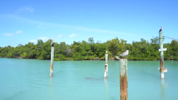 Pelican Zitten Houten Palen Binnenste Kust Turquoise Water — Stockvideo