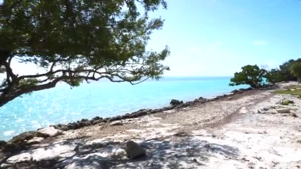 Tájkép Kilátás Óceánra Tengerparton Kék Zöld Mangrove Florida Usa — Stock videók