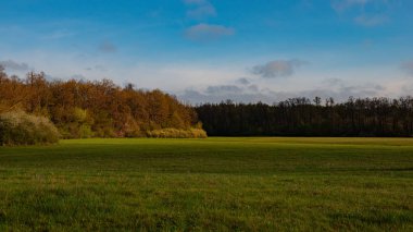 Şehir dışında akşam vakti yeşil çayır ve yaprak döken orman