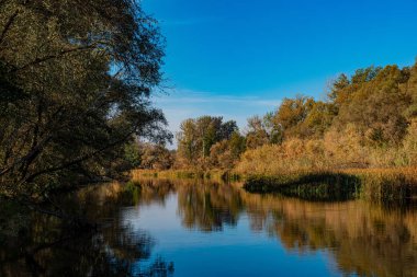 Güneşli bir günde nehir ve yaprak döken orman. 