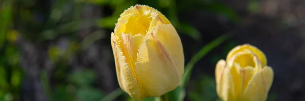 Paire florissante de fleurs de tulipes jaunes sur fond vert en t — Photo