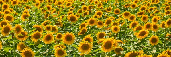 Solros blomma fält på en solig dag. — Stockfoto