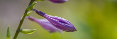 Purple bell-shaped flowers in the garden. Summer season, August. Web banner. Europe. clipart
