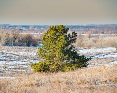 Yamaçtaki çam ağacı. Kırsal kesimde. Mart ayının başında. Web pankartı.