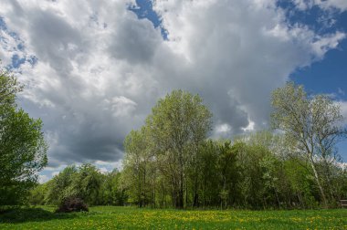 Yaprak döken orman ve bulutların arka planında çiçek açan karahindibalarla kaplı yeşil çimlerle kaplı çayır. Kırsal kesimde manzara. Bahar mevsimi, Mayıs.
