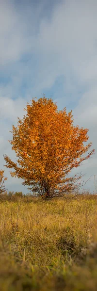 Single Wild Pear Tree Bedekt Met Golden Autumn Foliage Meadow — Stockfoto
