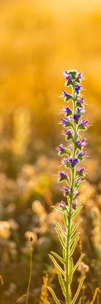 Wiese Lila Blume Auf Goldenem Morgenlicht Hintergrund Vertikales Web Banner — Stockfoto