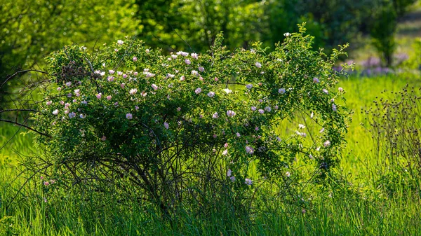 flowering bush of wild rose in the meadow on a sunny day. Landscape in the countryside. Spring season, May. Web banner.