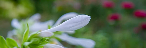 Fleurs Blanches Forme Cloche Dans Jardin Saison Estivale Août Bannière — Photo