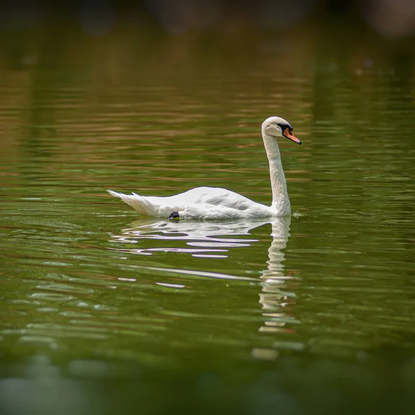 White Swan Swims Pond Close Design Element — ストック写真