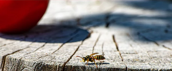 在阳光明媚的日子里 黄蜂昆虫在西红柿和阴影的衬托下坐在一个古老的树桩上 Web横幅 — 图库照片