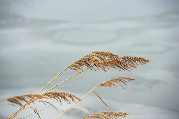 Ears Stalks Bulrush Reeds Light Background Ice Cloudy Weather Countryside — ストック写真