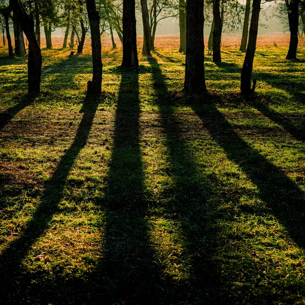 Siluetteja Puita Metsässä Aikaisin Aurinkoisena Aamuna Talvikaudella Ukrainassa Eurooppa — kuvapankkivalokuva