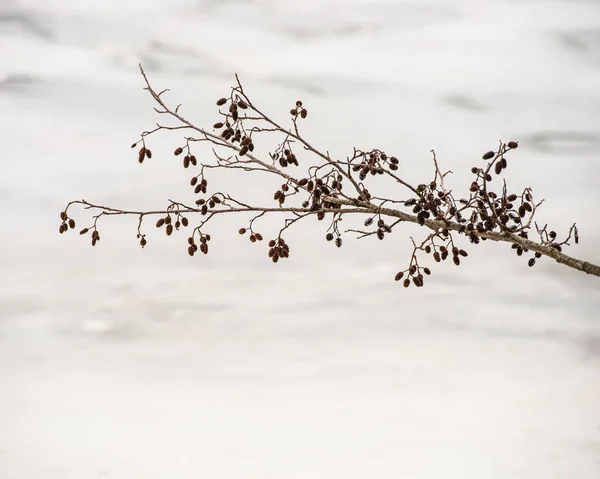 Elzen Takken Een Lichte Sneeuw Achtergrond Bij Bewolkt Weer Het — Stockfoto