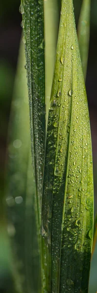 Зеленая Листва Болота Рогоз Ранним Утром Покрытая Капли Росы Крупным — стоковое фото