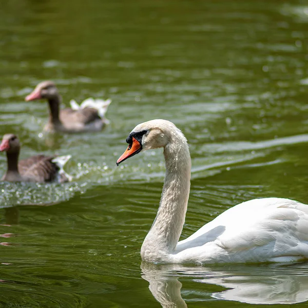 White Swan Swims Pond Background Wild Geese Close Design Element — ストック写真
