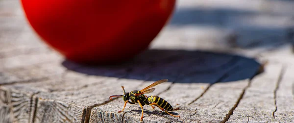 Insecto Avispa Sienta Viejo Tocón Sobre Fondo Tomate Sombra Día — Foto de Stock