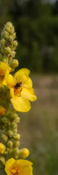 在草原上盛开的马林花和蜜蜂采蜜 垂直网页横幅 — 图库照片