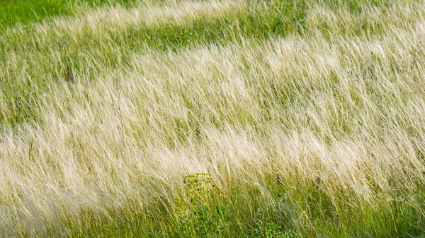 Federgras Auf Der Wiese Einem Sonnigen Tag Landschaft Auf Dem — Stockfoto