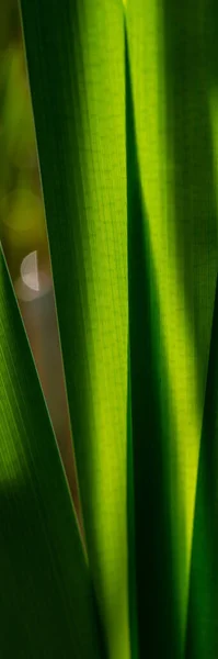 Grünes Laub Rohrkolbensumpf Den Frühen Morgenstunden Nahaufnahme Vertikales Web Banner — Stockfoto