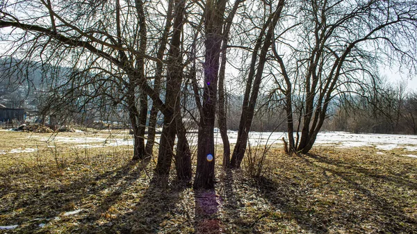 Silhouettes Deciduous Trees Meadow Melting Snow Sunny Day Countryside Early — ストック写真