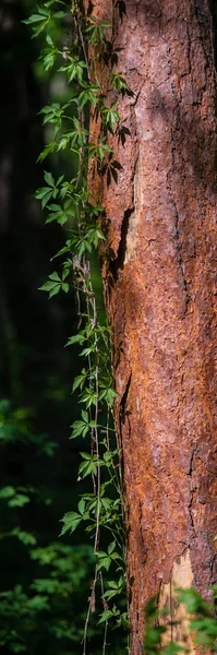 Zweige Wilder Trauben Kräuseln Sich Stamm Der Kiefer Wald Ländliche — Stockfoto