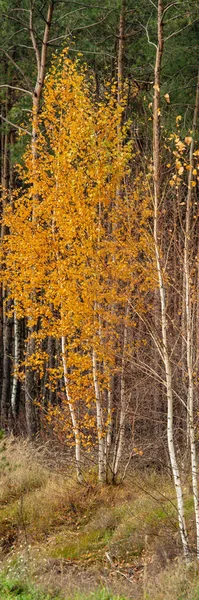 松林を背景に黄色の紅葉に覆われた若い白樺の木 縦型ウェブバナー — ストック写真