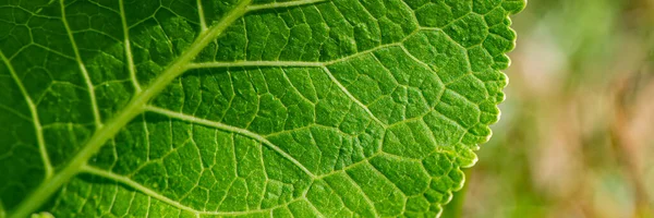 Egy Növény Zöld Levele Homályos Háttérrel Nyári Szezon August Web — Stock Fotó