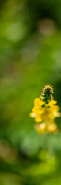 Kvetoucí Mullein Louce Detailní Záběr Svislý Webový Proužek — Stock fotografie