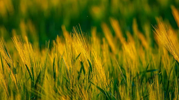 Золотые Колосья Пшеницы Вечером Поле Пейзаж Сельской Местности Весенний Сезон — стоковое фото