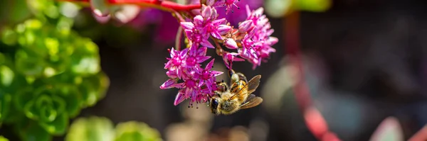 蜜蜂在花园模糊的背景下 在粉红色的花朵上采蜜 Web横幅 — 图库照片