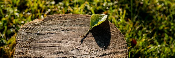 Umgefallenes Laub Liegt Morgens Auf Einem Alten Baumstumpf Garten Sommersaison — Stockfoto