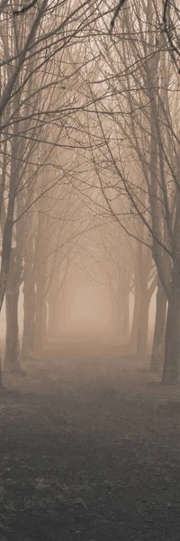 Alley Chestnuts Trees Winter Misty February Day Vertical Web Banner — Stock Photo, Image