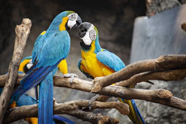 Chiang Mai, Tayland - Nisan 2019: Chiang Mai Hayvanat Bahçesi, Tayland