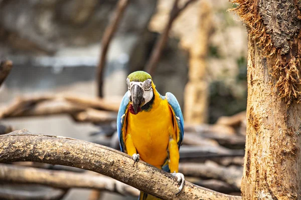 Chiang Mai Thailand April 2019 Macaw Papegaaien Dierentuin Van Chiang — Stockfoto