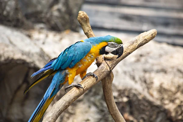Chiang Mai Ταϊλάνδη Απρίλιος 2019 Παπαγάλοι Μακάο Στον Ζωολογικό Κήπο — Φωτογραφία Αρχείου