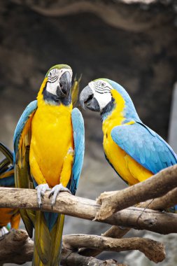 Chiang Mai, Tayland - Nisan 2019: Chiang Mai Hayvanat Bahçesi, Tayland