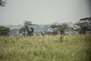 Afrika Savanasındaki Çitalar, Serengeti Ulusal Parkı 'ndaki Çitaların uzaktan çekilmiş fotoğrafları, Arusha, Tanzanya