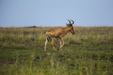 Topi antelope at Serengeti National Park, Tanzania 