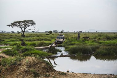  Serengeti Ulusal Parkı 'nda cip safarisi. Afrika Savannah, Tanzanya 'da arazi araçları