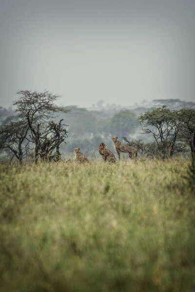 Cheetahs in African Savannah, remote photo of Cheetahs at Serengeti National Park, Arusha, Tanzania