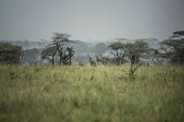 Afrika Savanasındaki Çitalar Serengeti Ulusal Parkı Ndaki Çitaların Uzaktan Çekilmiş — Stok fotoğraf