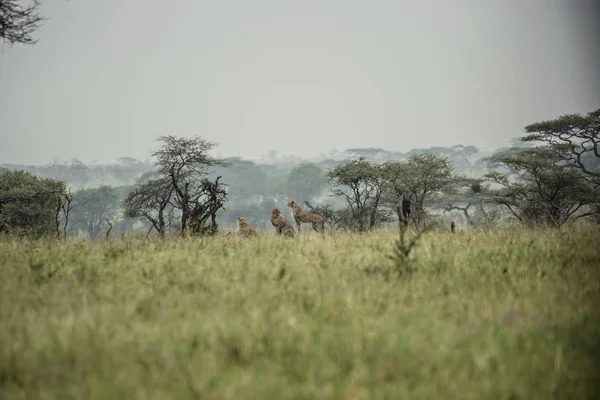 Cheetahs African Savannah Remote Photo Cheetahs Serengeti National Park Arusha —  Fotos de Stock