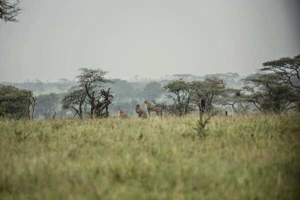Cheetahs in African Savannah, remote photo of Cheetahs at Serengeti National Park, Arusha, Tanzania